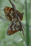 Melitaea athalia