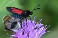 Zygaena trifolii