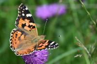 Vanessa cardui