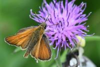 Thymelicus sylvestris
