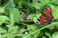 Aglais io