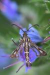 Chamaesphecia aerifrons