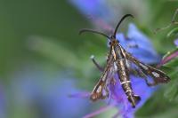 Chamaesphecia aerifrons
