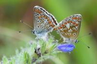 Aricia agestis