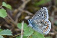 Polyommatus icarus