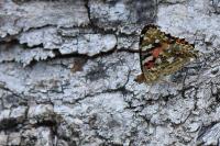 Vanessa cardui