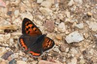 Lycaena phlaeas