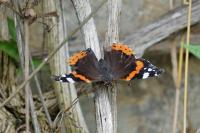 Vanessa atalanta