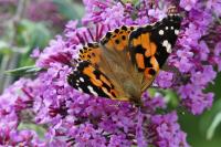 Vanessa cardui