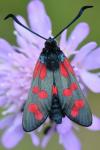 Zygaena filipendulae