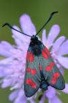 Zygaena filipendulae