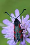 Zygaena filipendulae