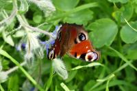 Aglais io