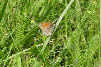 Coenonympha pamphilus