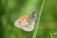 Coenonympha pamphilus