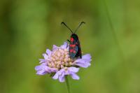 Zygaena filipendulae