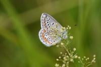Polyommatus icarus
