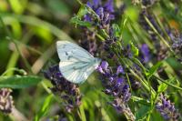 Pieris napi