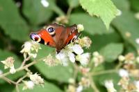 Aglais io