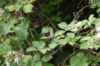 Vanessa atalanta