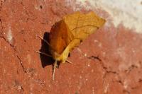 Ennomos alniaria