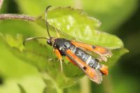 Pyropteron chrysidiforme