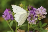 Pieris rapae