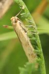 Homoeosoma sinuella