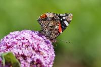 Vanessa atalanta
