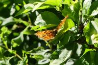 Polygonia c-album