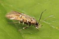 Pancalia leuwenhoekella
