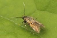 Pancalia leuwenhoekella
