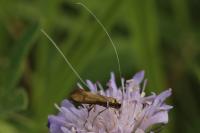 Nemophora metallica