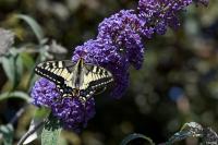 Papilio machaon