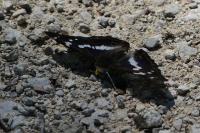 Apatura iris