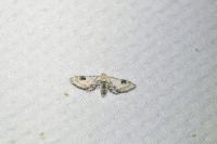 Eupithecia centaureata
