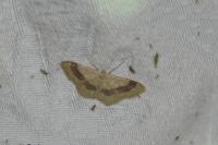 Idaea aversata