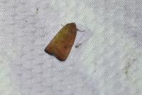 Noctua interjecta