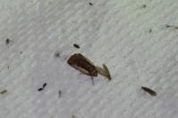 Ochropleura plecta