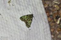 Polyphaenis sericata