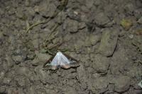 Cydalima perspectalis