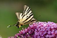 Iphiclides podalirius