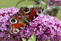Aglais io