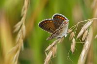 Aricia agestis