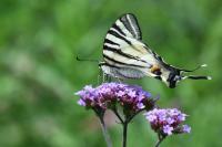 Iphiclides podalirius