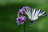 Iphiclides podalirius