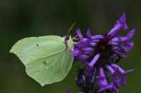 Gonepteryx rhamni
