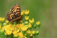 Melitaea athalia