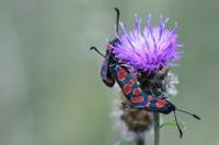 Zygaena carniolica