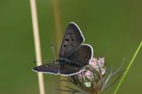 Lycaena tityrus